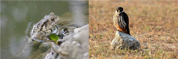 当心!除了收玉米,还有好多事儿也违法