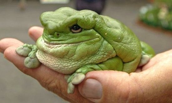 朱少杰_朱少杰收入(2)