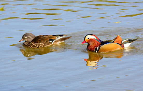 一曲经典《一对对鸳鸯水上漂》歌声嘹亮 荡气回肠 感人至深!