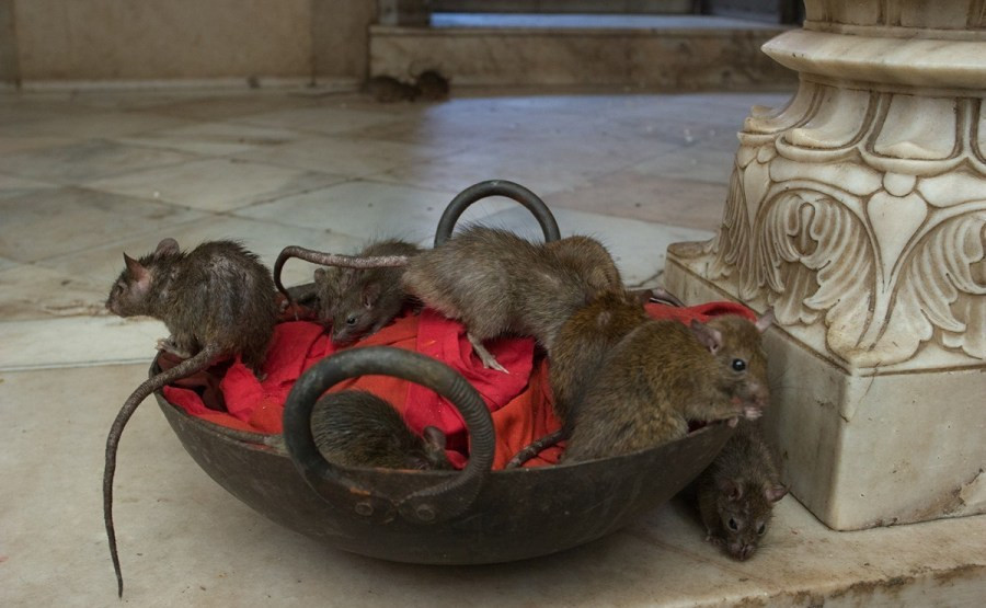 印度老鼠神庙 供奉2万只老鼠引信徒祷告